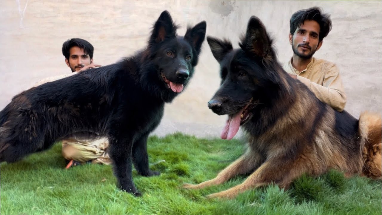 Start now Black German Shepherd Dog Kennel Club , The Biggest Dog In