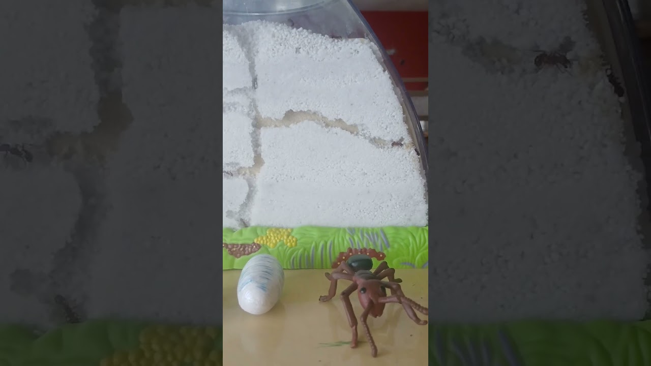 MUST Have MORE ANTS 😍 BIGGER Enclosures...MUST!!😵‍💫