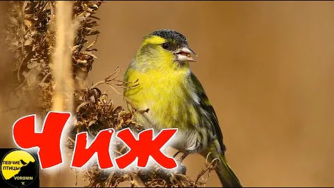 Чиж Описание и факты / Певчая птица чиж. Все о чижах - среда обитания, повадки и рацион питания
