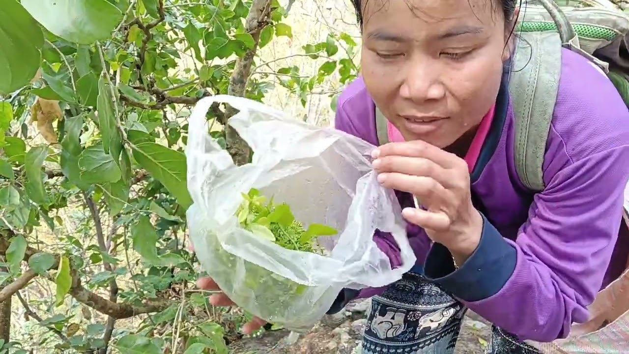 เลาะเก็บผักหวานป่าตามฤดูกาลจ้าEp2