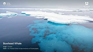 Bowhead Whale Song