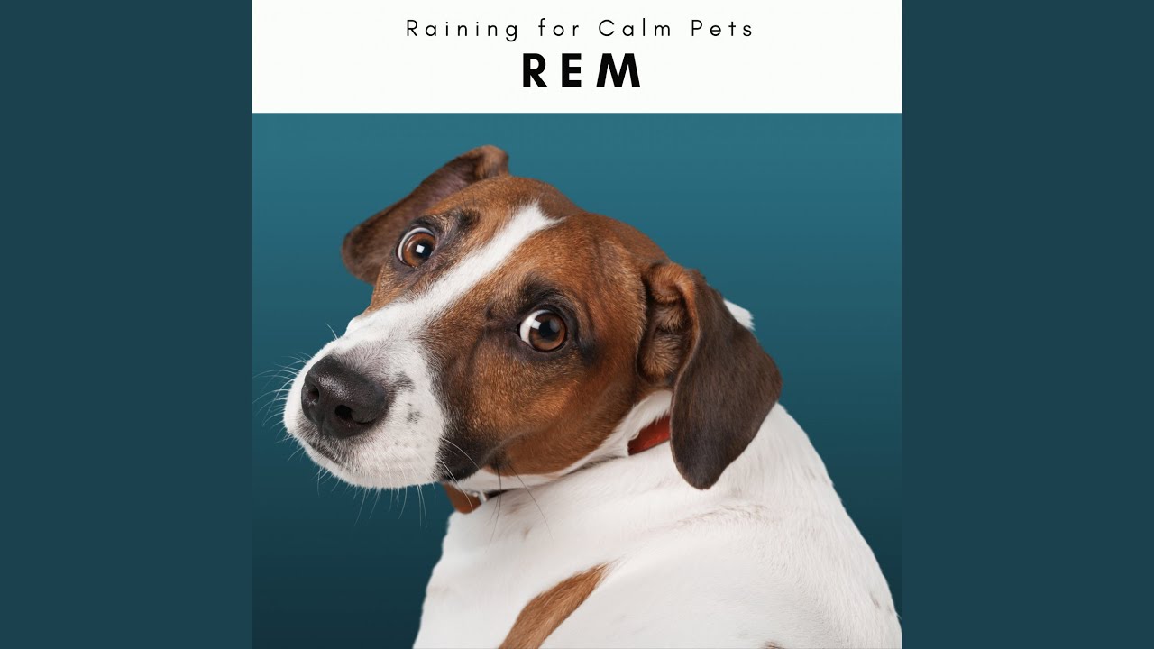 Gentle Rain Music for Deep Dog Dreams