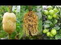 Ready to grow your own lemon tree at home best method of propagate lemon tree using some materials