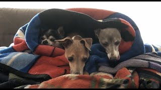 (Jenna_Marbles)My Dogs Enjoying Blankets and Other Warm Things