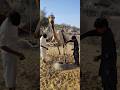شقيقان صغيران يفرغان الماء من كيس قماشي محمل على جمل في خزان 