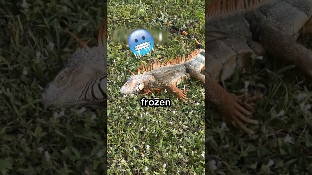 Why Iguanas Suddenly Stop Moving🦎😳
