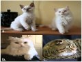 german rex cats の動画、YouTube動画。