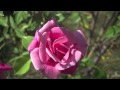 Guilty (a cappella) by Sola of The Dream Saints