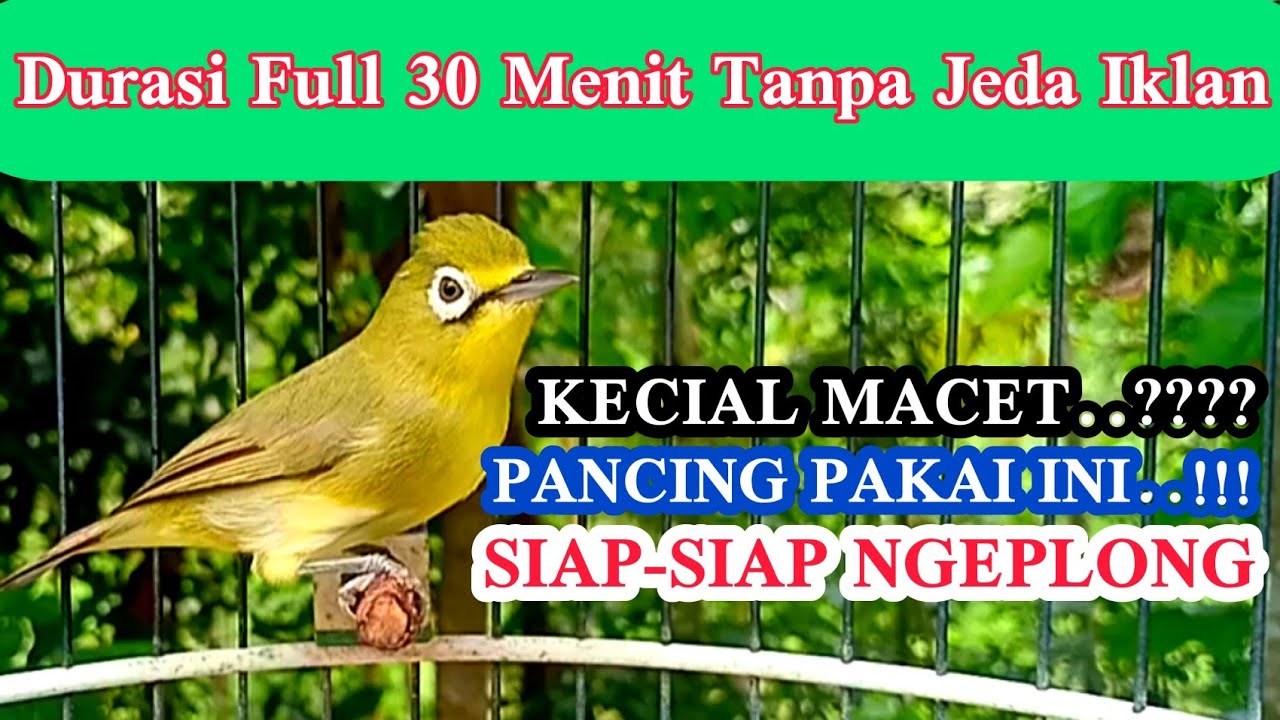 KECIAL MACET ..? PANCING PAKAI INI DI JAMIN LANGSUNG RESPONSIF || Berkicau Creator