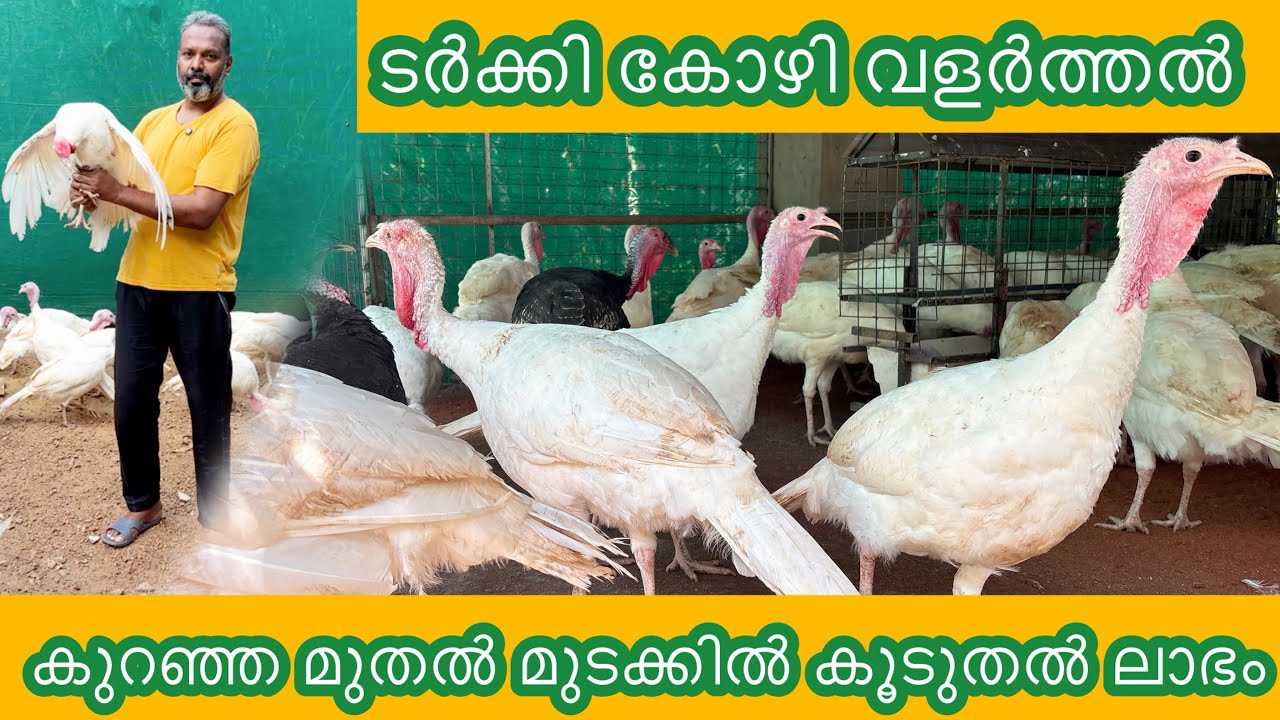 Turkey Birds For Meat | ടർക്കി കോഴി വളർത്തൽ #food #poultryfarming #poultry #turkey #egg #chicken