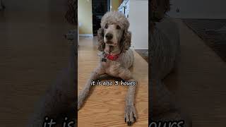 Dog Math! #dog #cute #funny #poodle #bruno #shorts #new #viral #trending #2024 #funnydogs
