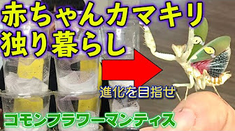 世界中のカマキリ Youtube