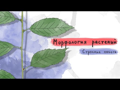 Видео: Что такое верхушка побега у растения?