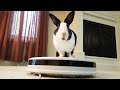 Rabbit reviews robot vacuum