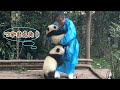 私も抱っこしてた~い! | iPanda パンダ楽園 #shorts