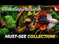 Most Beautiful Betta Fish You’ve Ever Seen! (Must-See Collection)