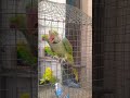 love birds and pigeon #punjabi #pigeon #trending #kabootar #ytshorts #ytviral #sundh_dihat_shorts