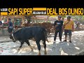 Edan  4 ekor sapi super ada belgian blue langka semua deal juragan dlingo 