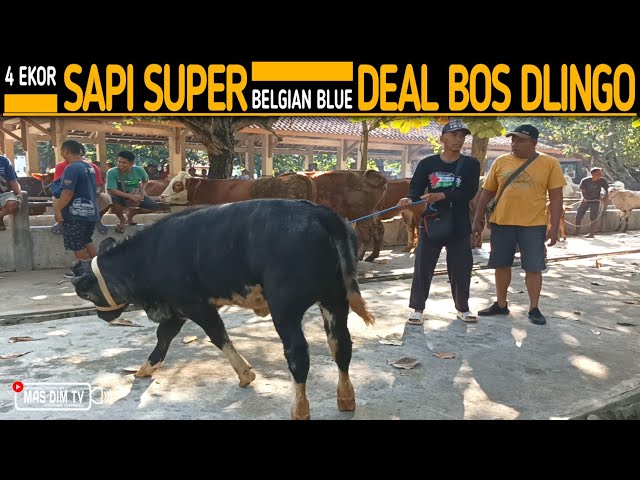 Edan !! 4 Ekor Sapi Super Ada Belgian Blue Langka Semua Deal Juragan Dlingo !! class=