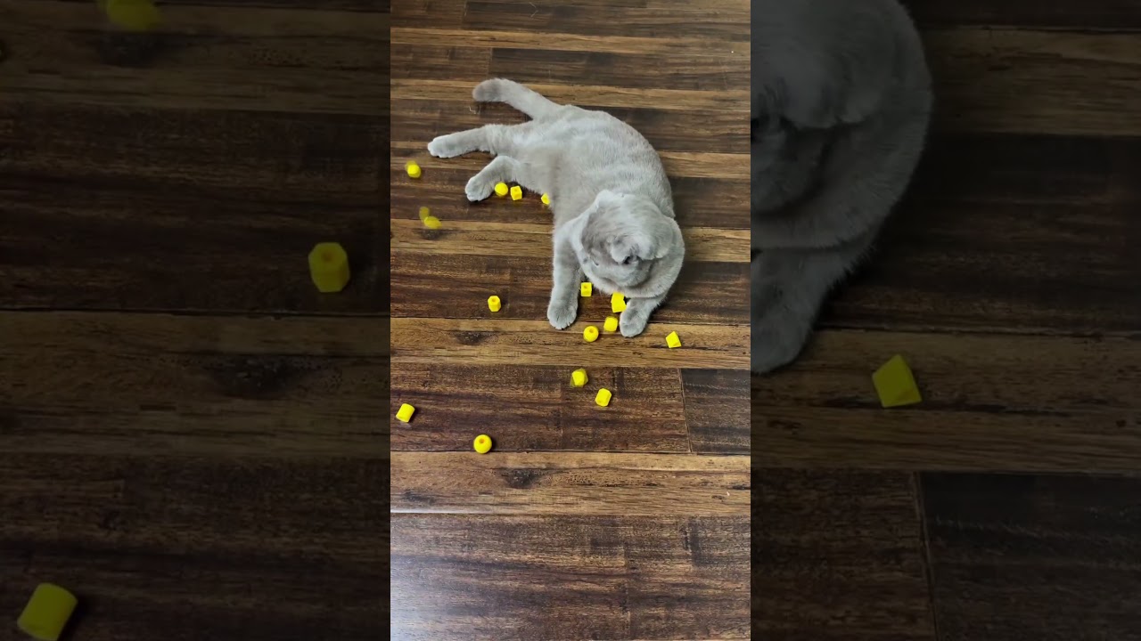 Cat 🐱Stitch, Yellow cubes⏹️⏺️