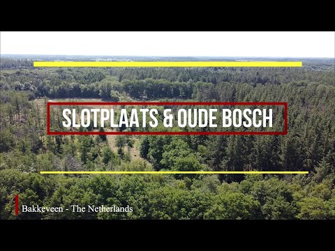 'Slotplaats' and 'Oude Bosch' Woods - Opsterland - Bakkeveen, The Netherlands