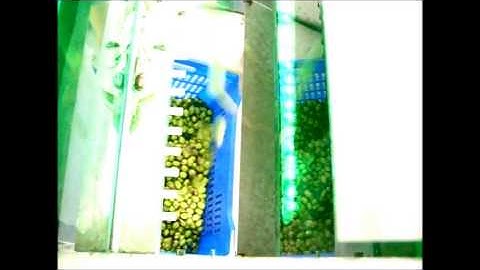 Olive Classification Machine - ( www.selectionmachines.com )
