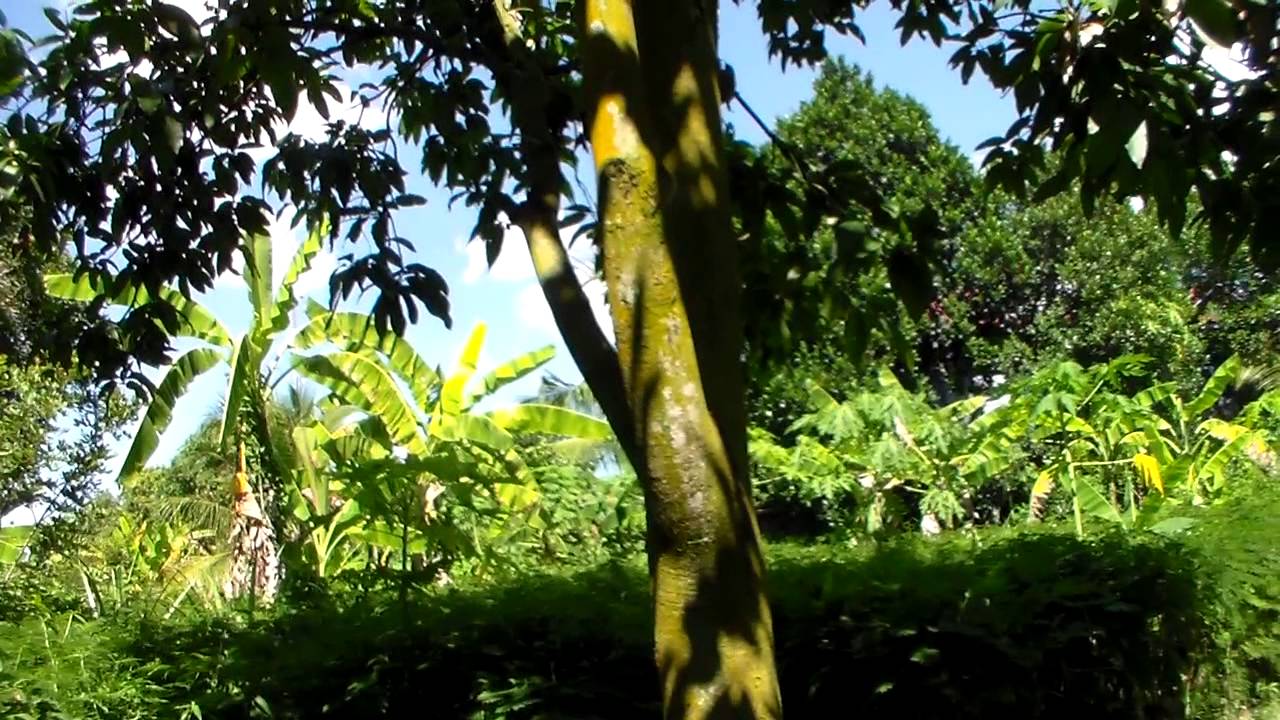 Svai 70 trees ដើមស្វាយ៧០ដើម Asia | Asia ដើមស្វាយ៧០ដើម Svai 70 trees