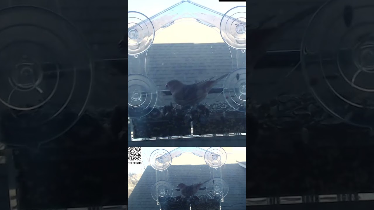 Discovering Palouse's Avian Wonderland | Birdwatching Timelapse