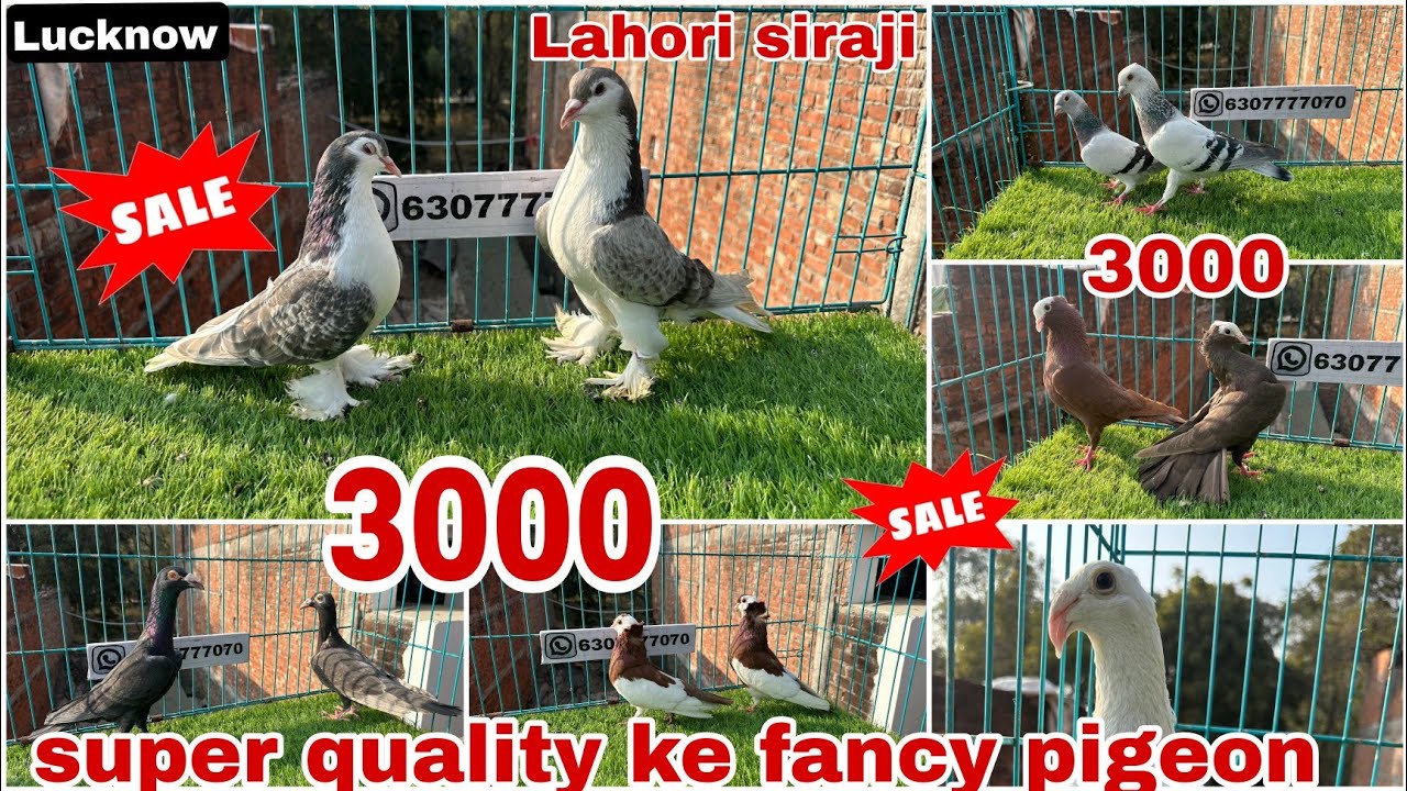 Lahori siraji 😍 American fantail, frillback, 😱 Mukhi, satinet, English carier 
