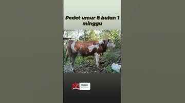 pedet F2 SIMENTAL  hasil IB. DARI indukan awal sapi bali silang simentak