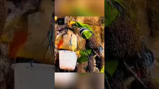 🐝 If You Find Beehives in the Mountains 🏔️ Don’t Miss This! 😲#trending #facts #viral #youtubeshorts