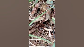 Meadow-Grasshopper-509th. #hide #ground #earth #brown #wood #grasshopper #nymphs #grass #leaves