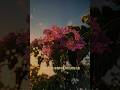 Islamic video #shortvideo