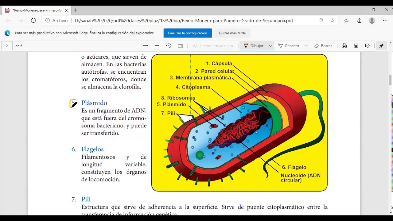 Reino Monera - 1er año de Secundaria Colegio LObachevski
