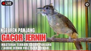 1 Kapas Tembak Gacor Jernih Panjang Cocok Untuk Masteran Segala Jenis Burung Jernih Cepat Masuk