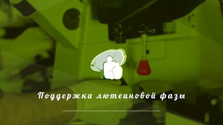 Поддержка лютеиновой фазы Поддержка лютеиновой фазы