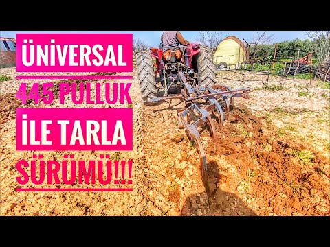 ÜNİVERSAL 445 İLE 5'Lİ PULLUK İLE ZEYTİN BAHÇESİ SÜRÜMÜ !!!