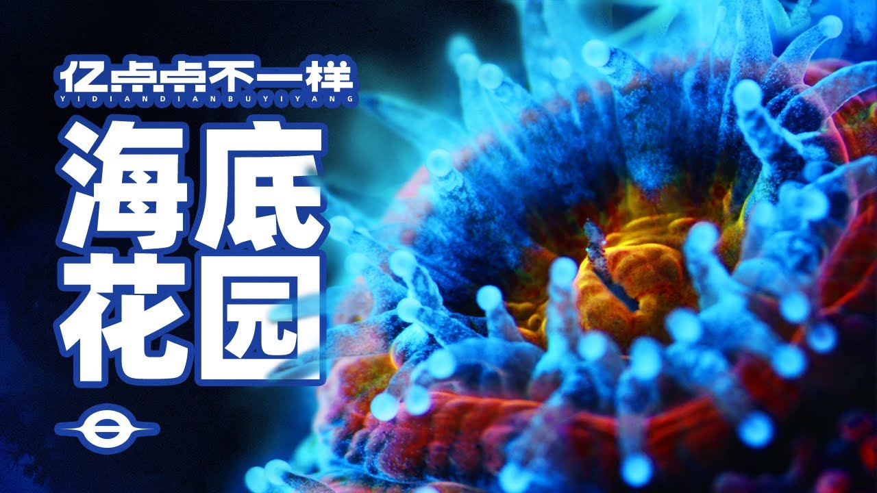 耗时120天！潜入海底，拍下珊瑚5亿年的秘密！