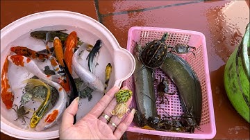 Thỏ Vlog Bắt con cá cảnh dễ thương, cá trê , cá chép, cá trắm , cá ba đuôi , con rùa , con cua , ếch