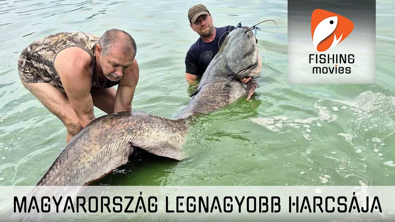 Magyarország legnagyobb harcsája