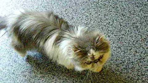 Watch the video about Siamese and persian cats say hello loud meow