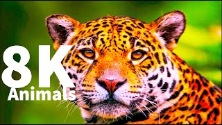 Amazing Animals Collection in 8K Ultra HD  HDR / 8K TV by 8K Naturer 6,130 views 3 years ago 3 minutes, 23 seconds