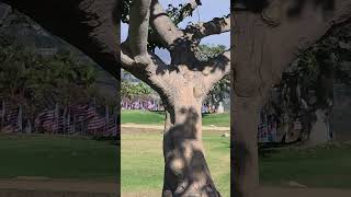 9/11 Flags Memorial, 360 Degree View - Video 7 - Video by Jeannie - 25 September 2025