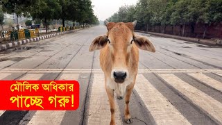 গরুকে দিতে হবে মৌলিক অধিকার, শ্রদ্ধা করলেই হবে দেশের উন্নতি : বিচারপতি