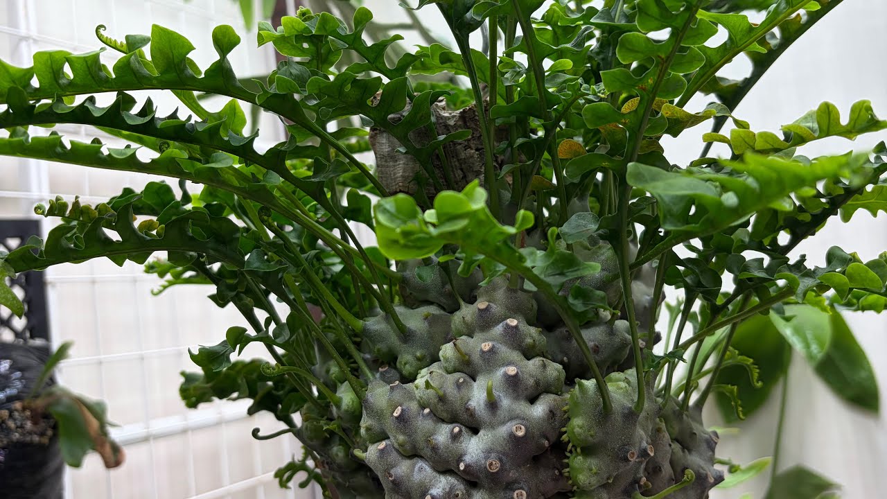 Lecanopteris] 5 Houseplants I'm Glad I Bought‼️ [Staghorn Fern