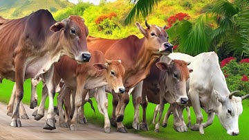 Video suara sapi moo berjalan di sore hari pulang menuju kandang melewati jembatan, suara sapi lembu