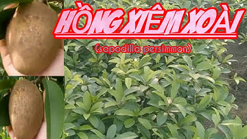 Hồng xiêm xoài cây trồng mang lại hiệu quả kinh tế cao//Mango sapodilla  //TRAN TRONG PHAM