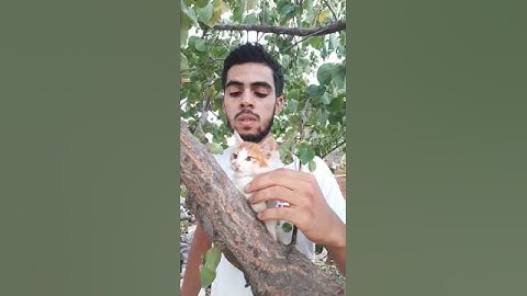 لطافة القطة أثناء تلاوة القرآن 🤍