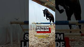 Potro Salta Em Liberdade