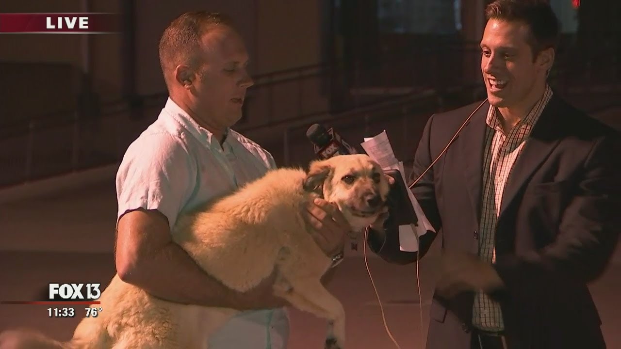 Live on TV: Florida solider reunited with dog he adopted in Iraq